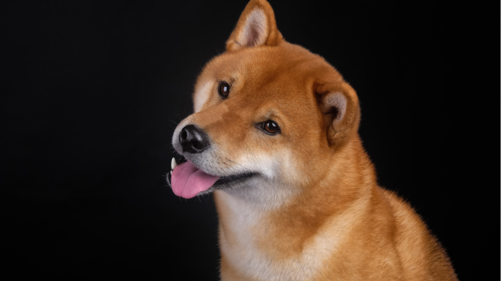 تعلن Chainalysis أنها ستشمل تغطية Dogecoin في تقاريرها
