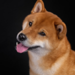 تعلن Chainalysis أنها ستشمل تغطية Dogecoin في تقاريرها