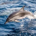 FTX و Entertainment Giant Dolphin تطلقان NFT Marketplace