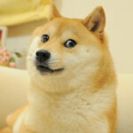 تجزئة Doge NFT ، Cryptopunk 543 يتم تقطيعها وبيعها