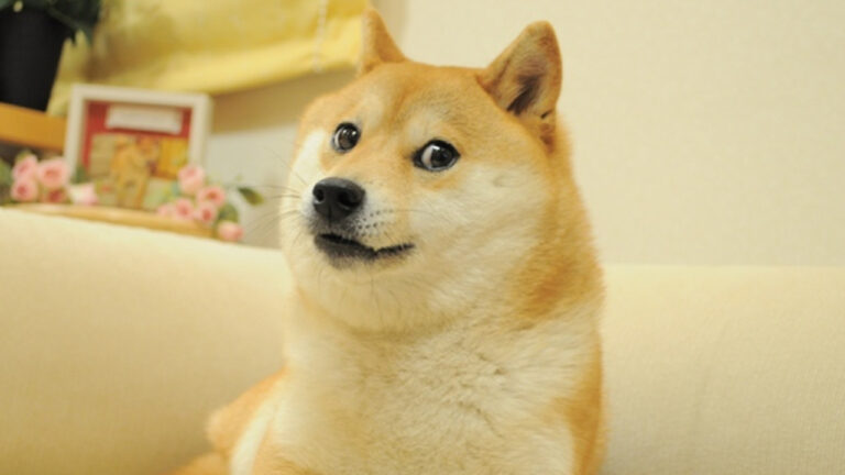 تجزئة Doge NFT ، Cryptopunk 543 يتم تقطيعها وبيعها