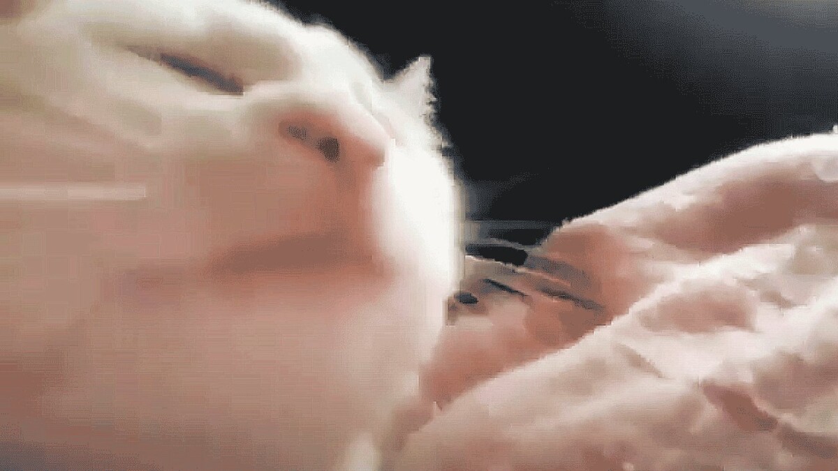 CATJAM / Catjam
