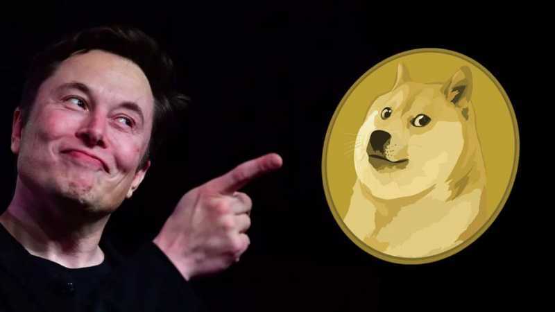DOE / Dogs Of Elon