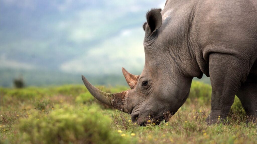 قيادة منظمة الحفظ الأفريقية لجمع الأموال من أجل وحيد القرن عبر مزاد NFTs للقرن