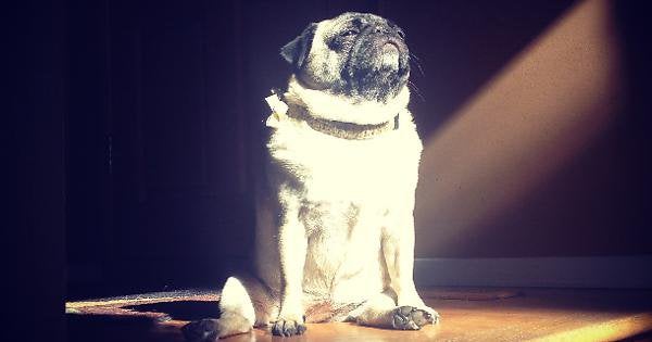 PUGT / Pugfather Token