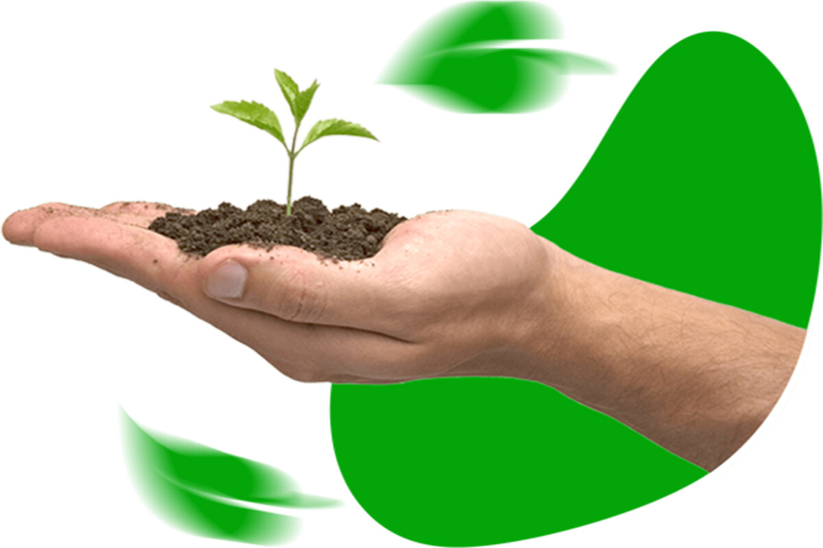 RMOG / Reforestation Mahogany 