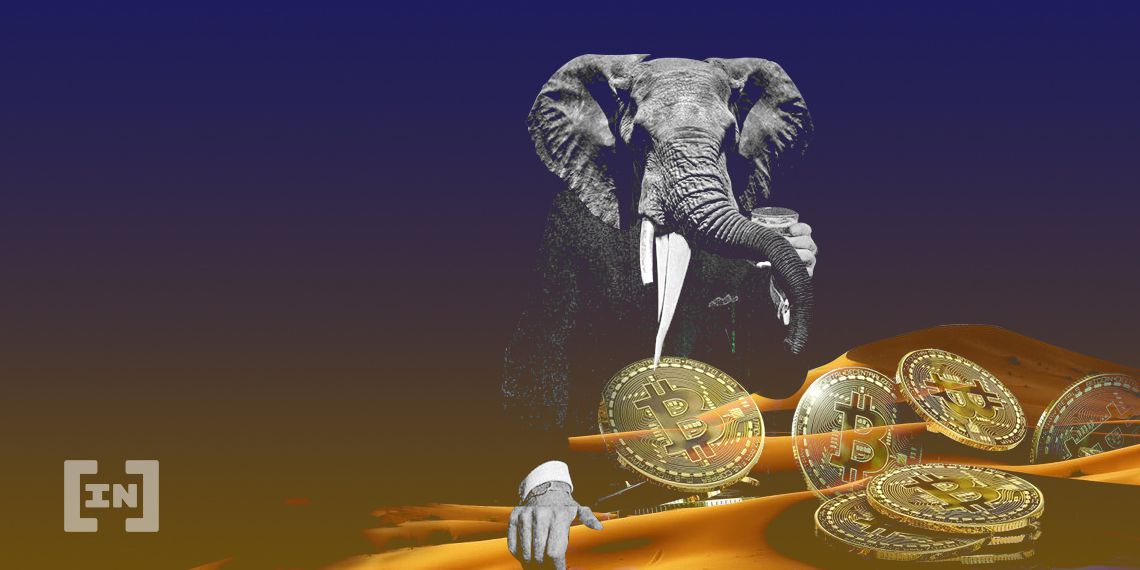 Elephant /Elephant Money 