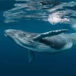 تزعم الشائعات أن محفظة البيتكوين الكبيرة هي عبارة عن محفظة Whale أو Microstrategy على الرغم من البيانات المتضاربة