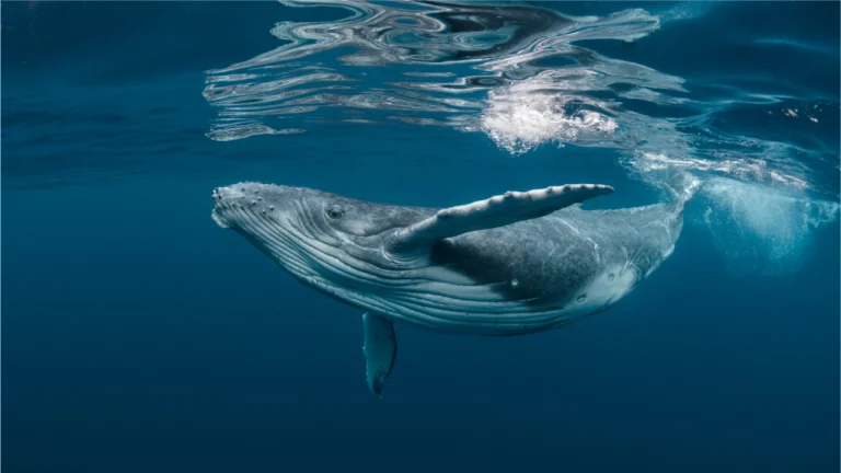 تزعم الشائعات أن محفظة البيتكوين الكبيرة هي عبارة عن محفظة Whale أو Microstrategy على الرغم من البيانات المتضاربة