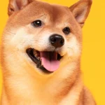 Shiba Inu تقدم SHIB Metaverse مع أكثر من 100 ألف قطعة أرض