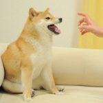 NFD / Feisty Doge NFT