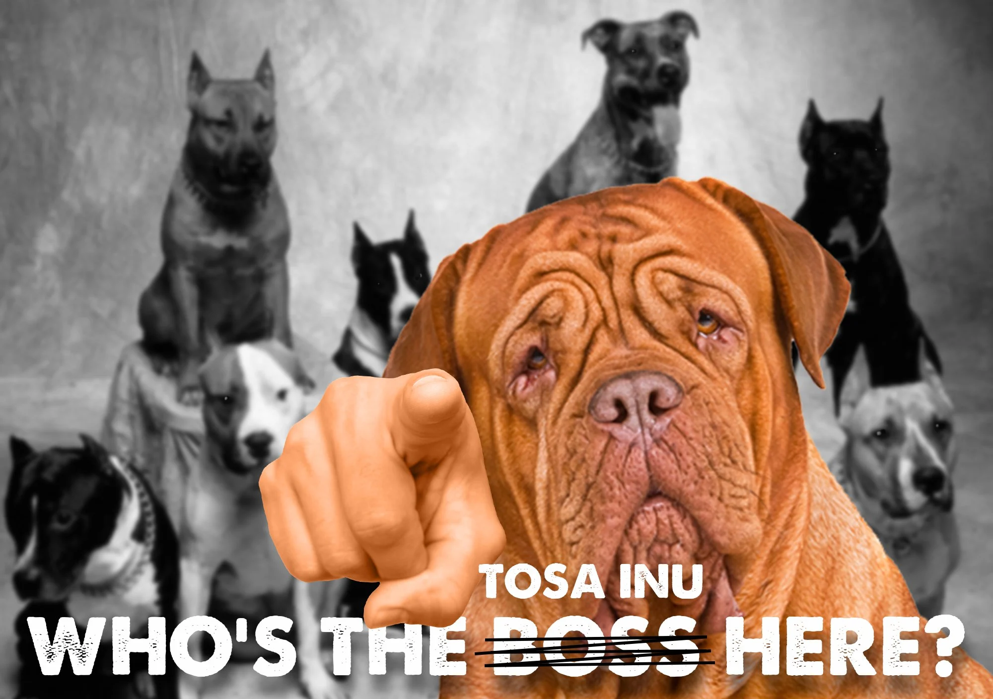 TOS / Tosa Inu